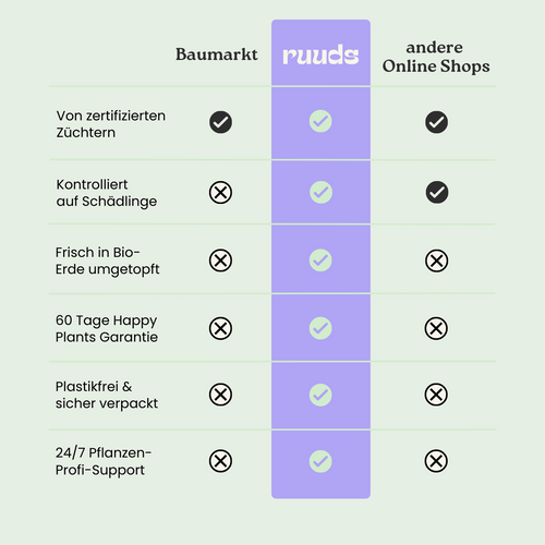 Elefantenohr Zebrina